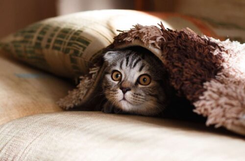 Egy macska bújik meg egy takaró alatt, kíváncsian néz.