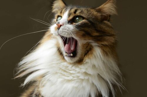 Egy macska tátott szájjal, élénk színekkel és dús szőrrel.