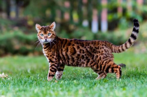 Egy gyönyörű bengáli macska sétál a zöld fűben, élénk színekkel és foltokkal.