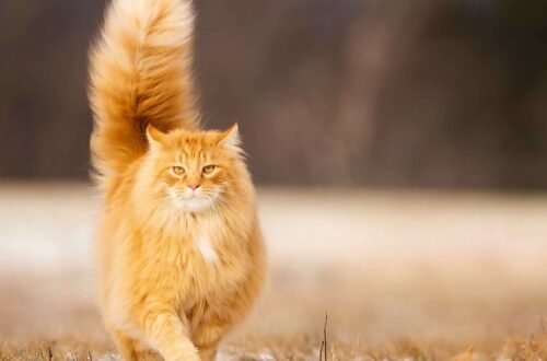 Egy szőke macska sétál a természetben, farka magasra emelve.