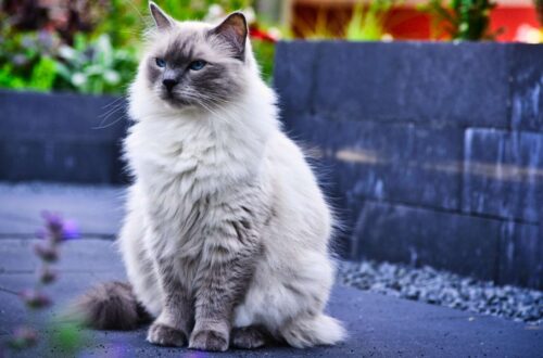 Egy szőke, hosszú szőrű macska ül egy virágos kertben, háttérben zöld növényekkel.