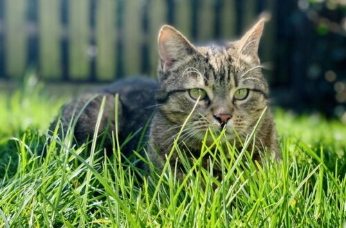 macskák világnapja