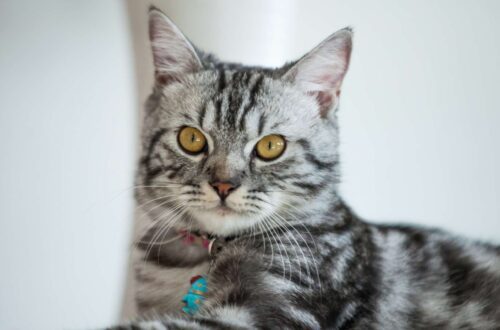 Amerikai Rövidszőrű macska