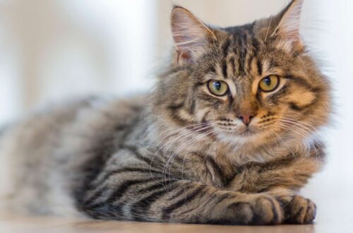 Ausztrál Füles Macska