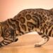 Bengal