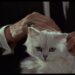 Ernst Stavro Blofeld macskája
