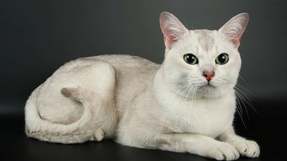 Burmilla