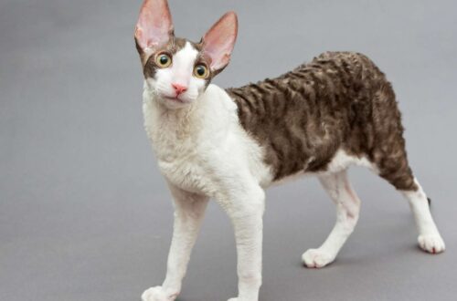 Cornish Rex macska
