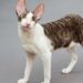 Cornish Rex macska