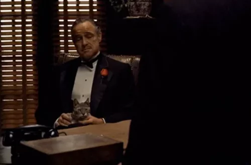 Don Corleone macskája