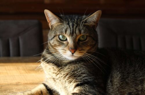 Európai Rövidszőrű macska