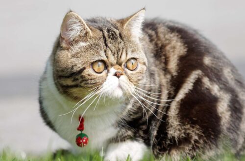 Exotic Shorthair