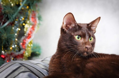 Havanna barna macska