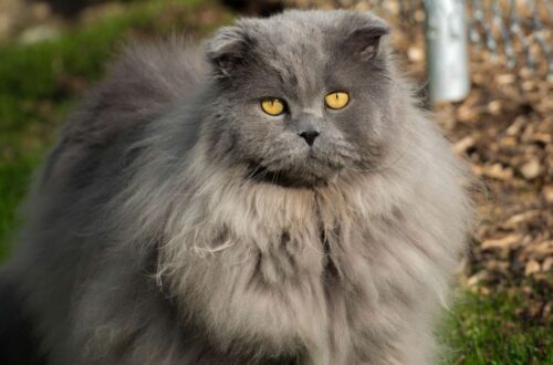 Highland Fold macska