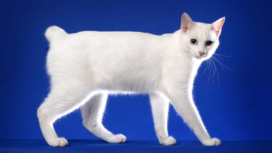 Japán Bobtail