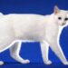 Japán Bobtail