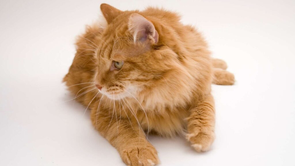 Kurilian Bobtail