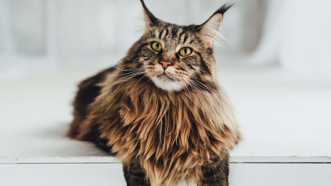 Maine Coon macska fajta