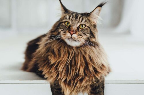 Maine Coon macska fajta