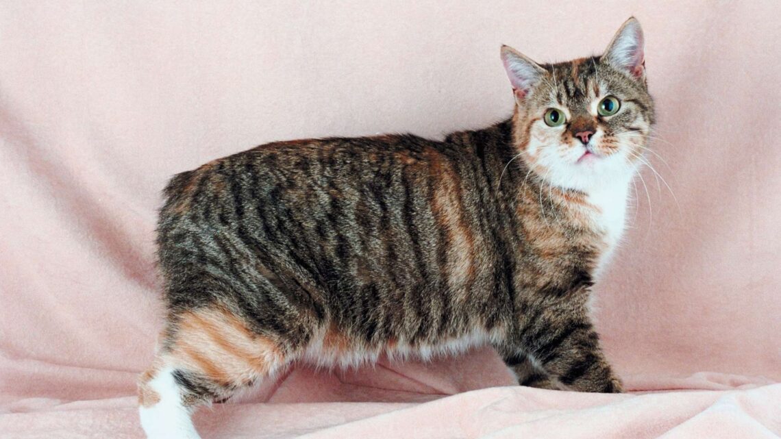 Manx