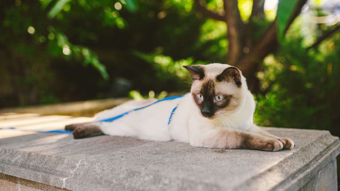Mekong Bobtail