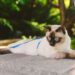 Mekong Bobtail