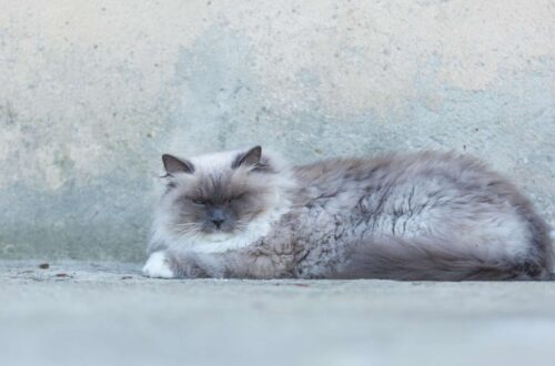 Neva Masquerade macska