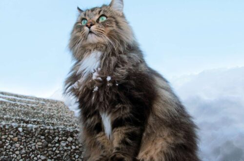 Norwegian Forest Macska