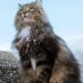 Norwegian Forest Macska
