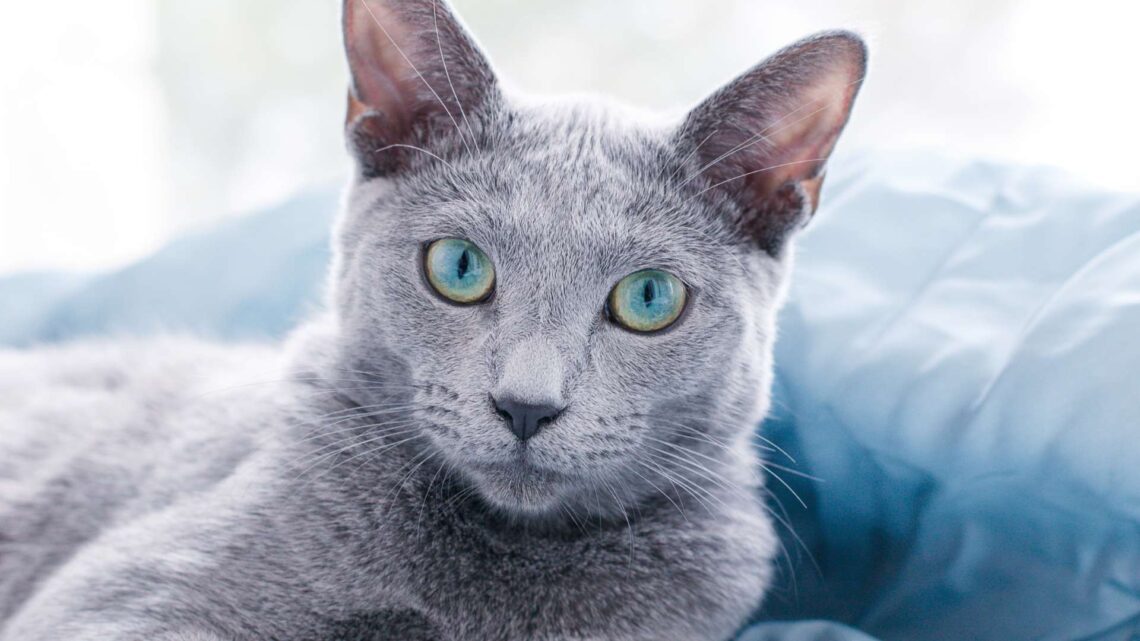 Russian Blue