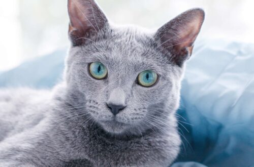 Russian Blue