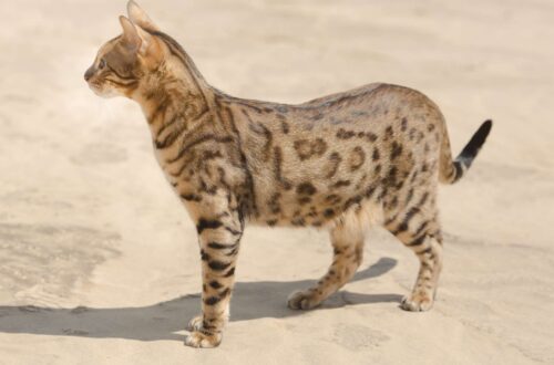 Savannah macska fajta