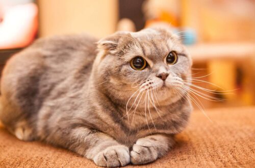 Egy szürke macska fekszik egy kanapén, figyelmesen néz.