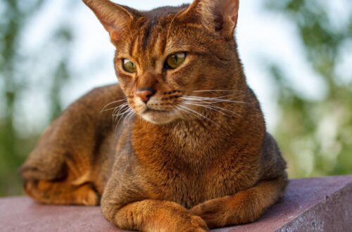 abeszin macska fajta