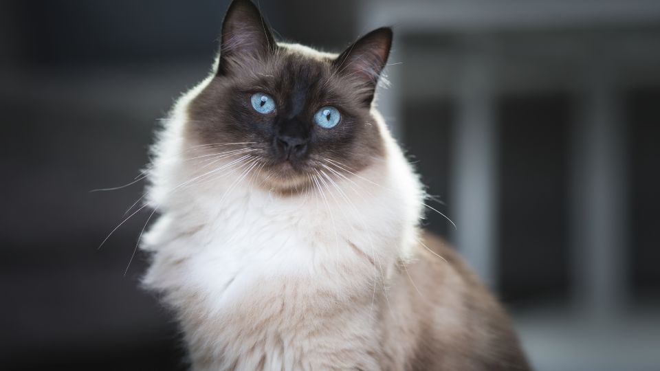 ragdoll macska