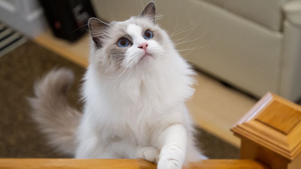 ragdoll macska