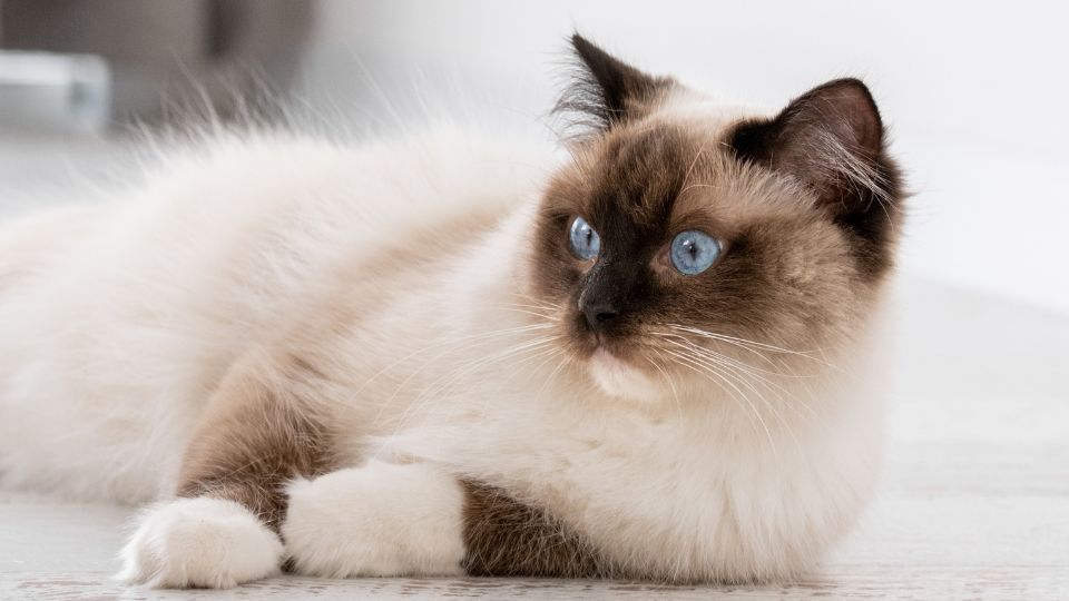 ragdoll macska