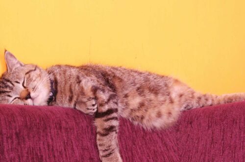 Mennyit alszik egy macska?