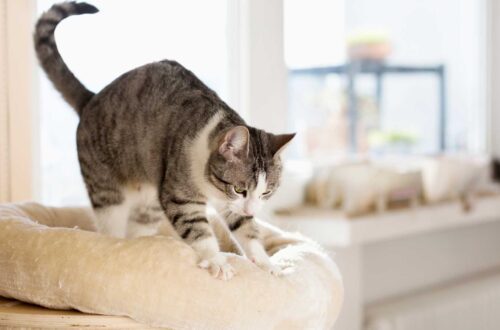 miért dagaszt a macska?