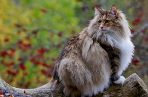 Norvég erdei macska