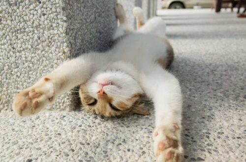 szórakoztató macska