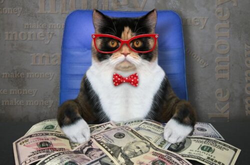 10 legdrágább macska