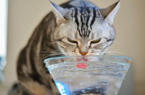 néhány jel, hogy a macskád nem iszik eleget