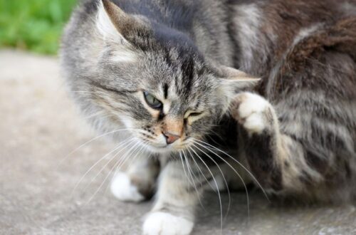Bolhamentes macskák: miért kerüld a mosogatószeres fürdetést!