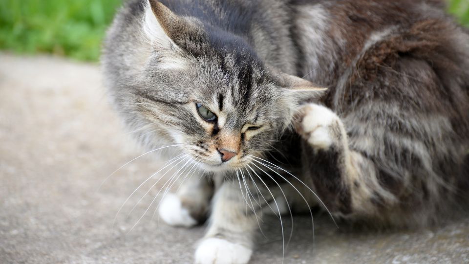 Bolhamentes macskák: miért kerüld a mosogatószeres fürdetést!