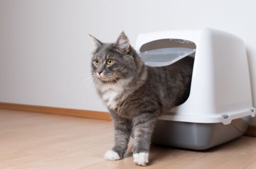 Hogy néz ki a normális macskaürülék?