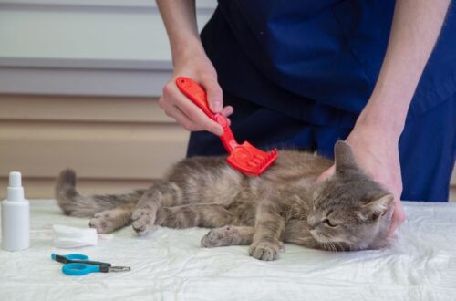 Kullancsot találtál a macskádban? Íme, hogyan távolítsd el biztonságosan