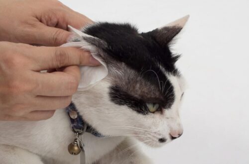 Macska fülátka kezelés házilag