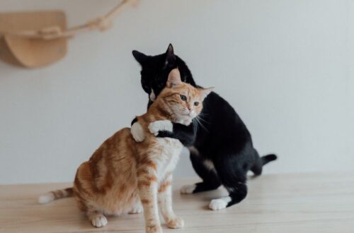 Macskák szerelmi élete