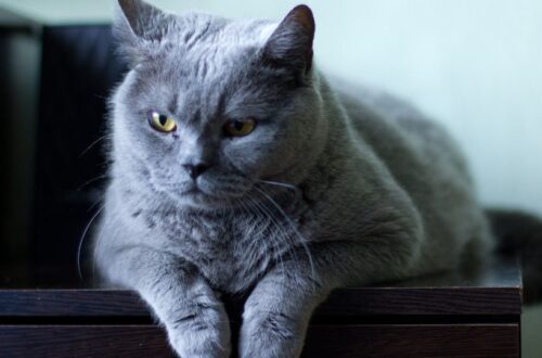 Eddig él egy átlagos házi macska